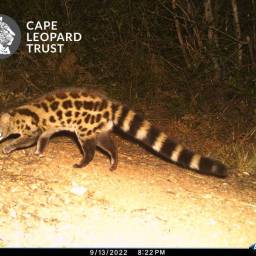 Large-spotted genet